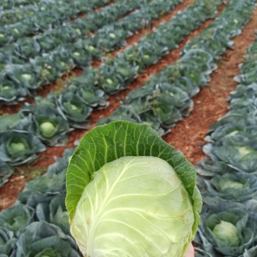甘蓝金包菜希望品种包菜横县货平包菜，鸡心包菜，平包菜