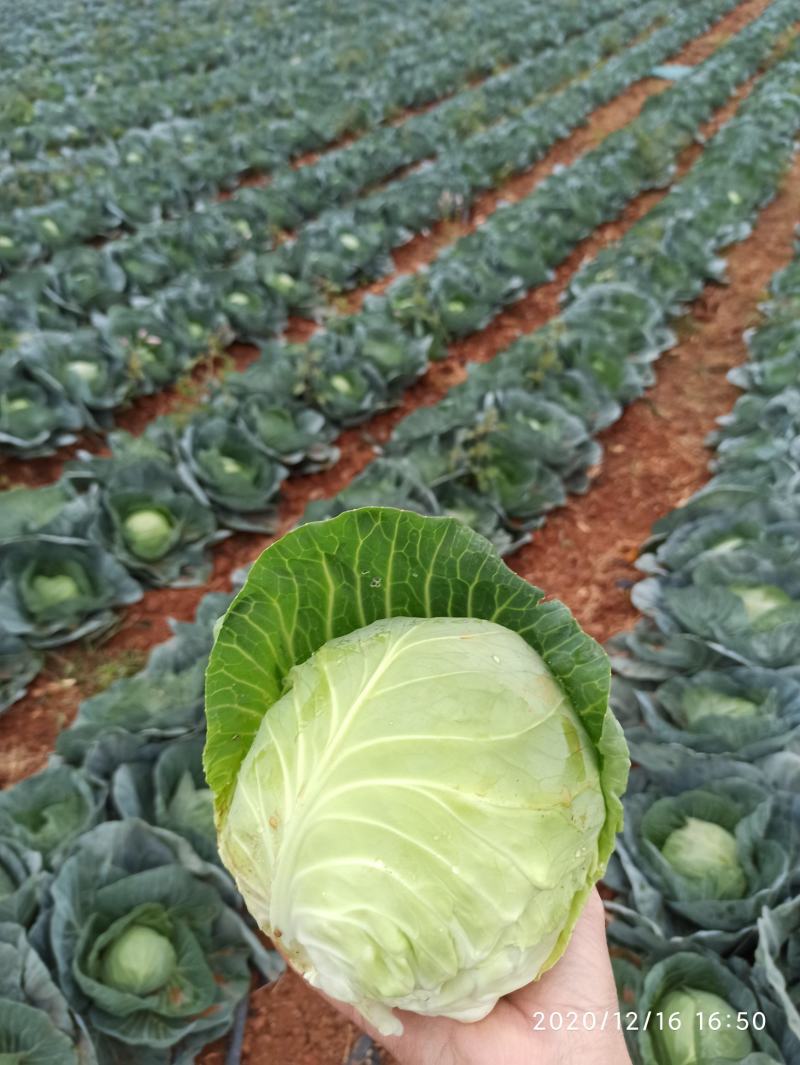 甘蓝金包菜希望品种包菜横县货平包菜，鸡心包菜，平包菜