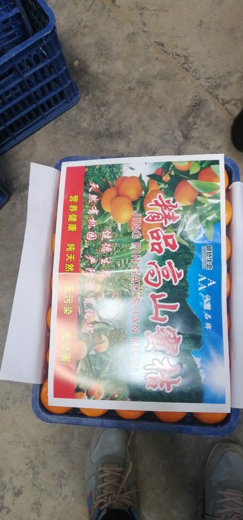 石门高山早熟蜜桔，口感好，果面光滑