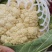 优质精品白面青梗松花菜一手货源。乳白色净菜