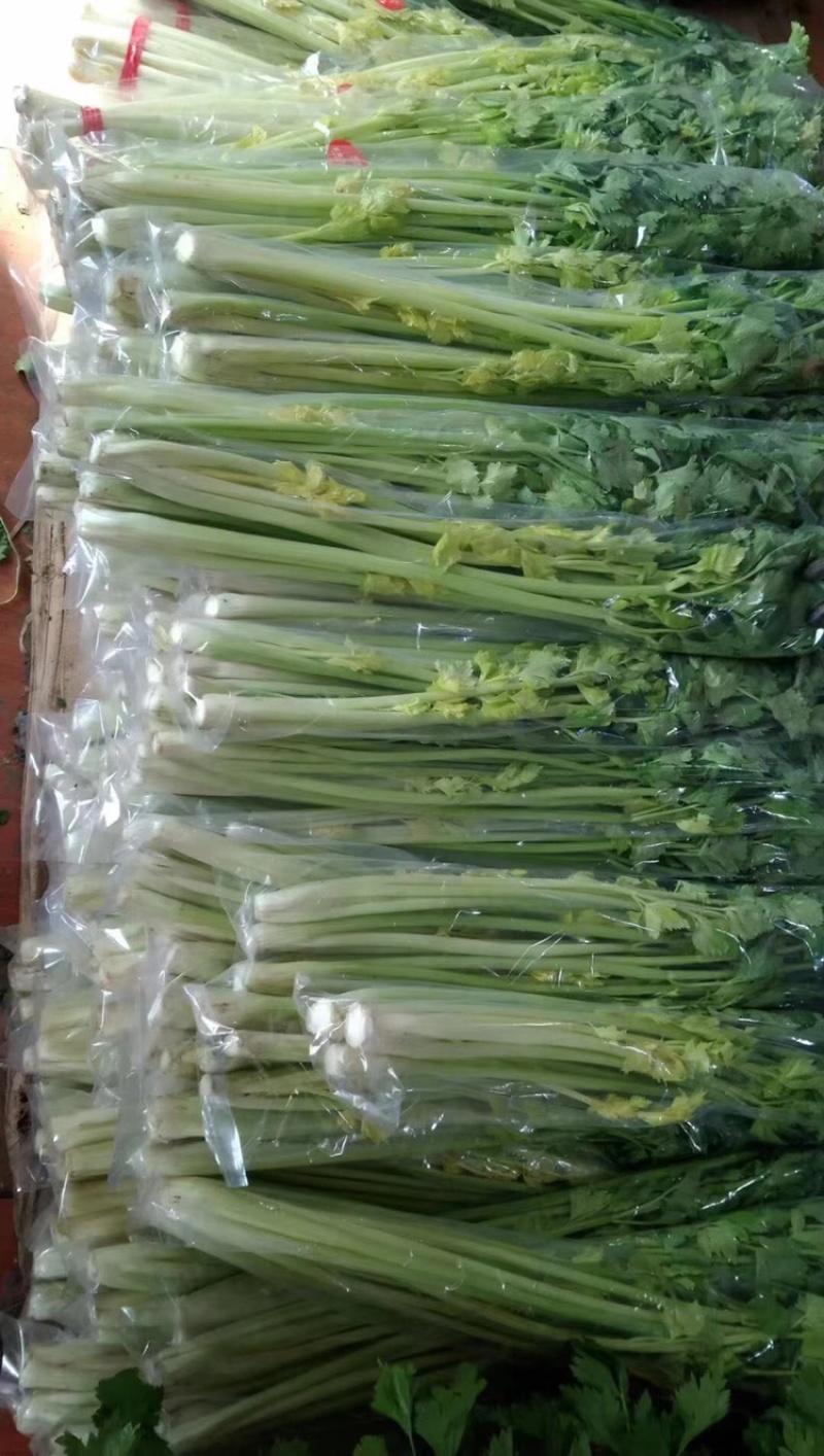 正宗平度马家沟芹菜大量有货