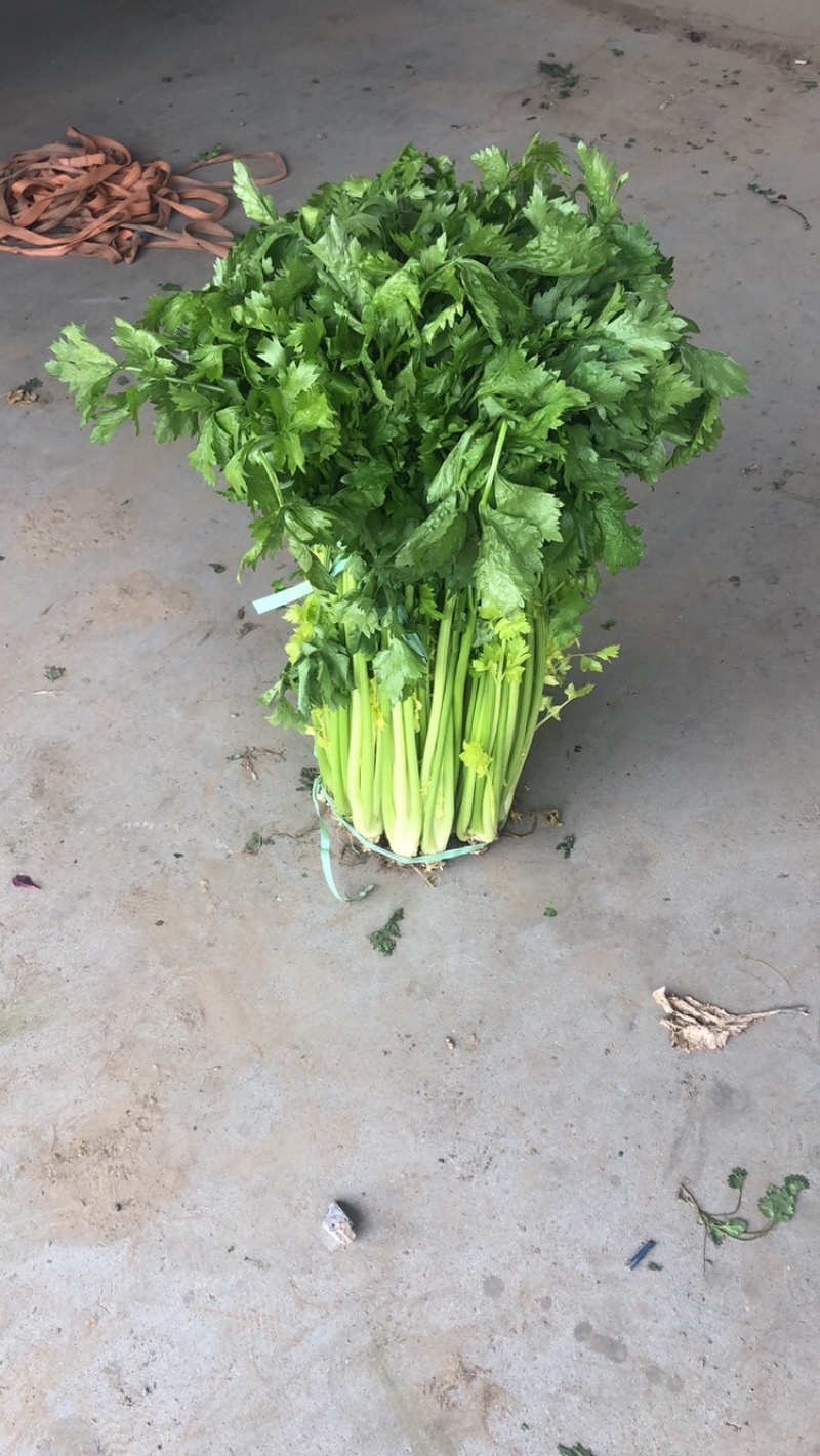 正宗平度马家沟芹菜大量有货