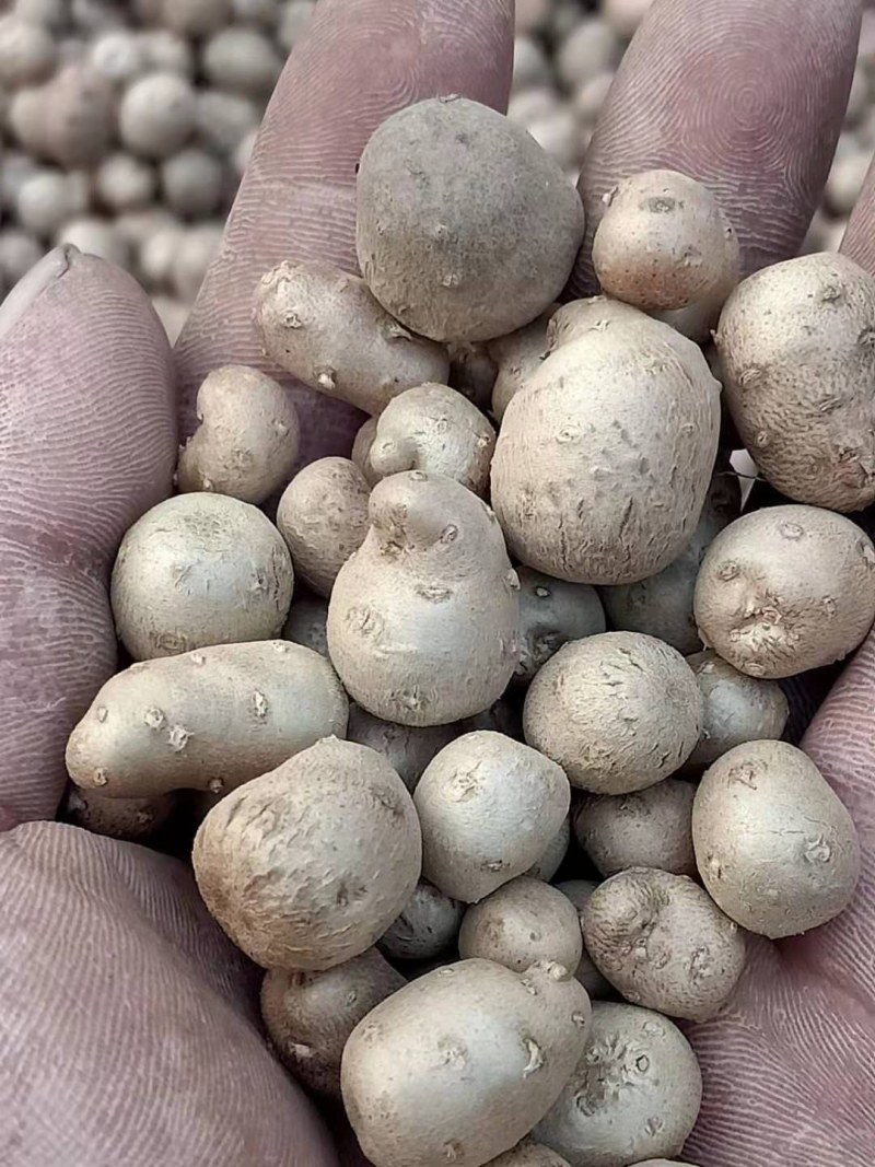 麻山药豆，山药豆可以煲汤做糖质量好，价格低，欢迎您的选购