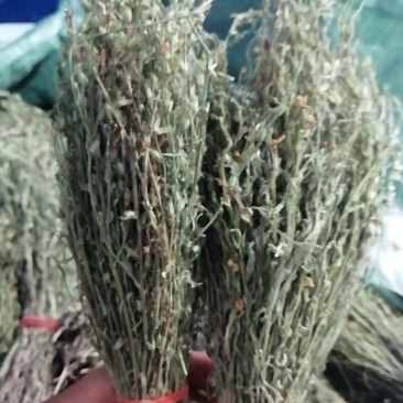 独脚金一种来自缅甸的珍贵药材。