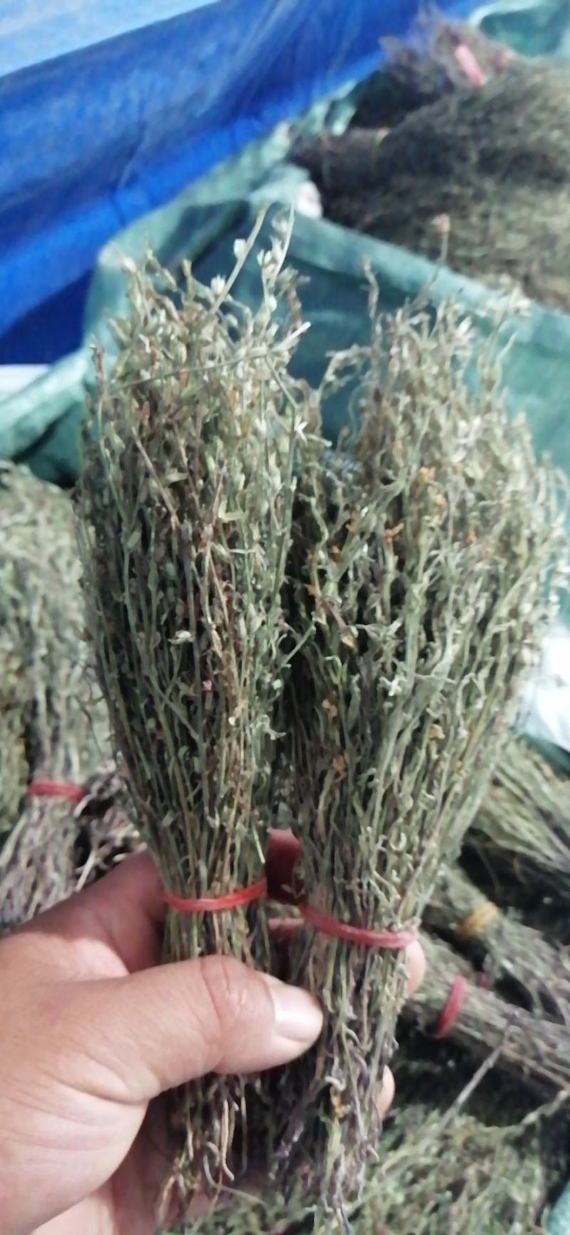 独脚金一种来自缅甸的珍贵药材。
