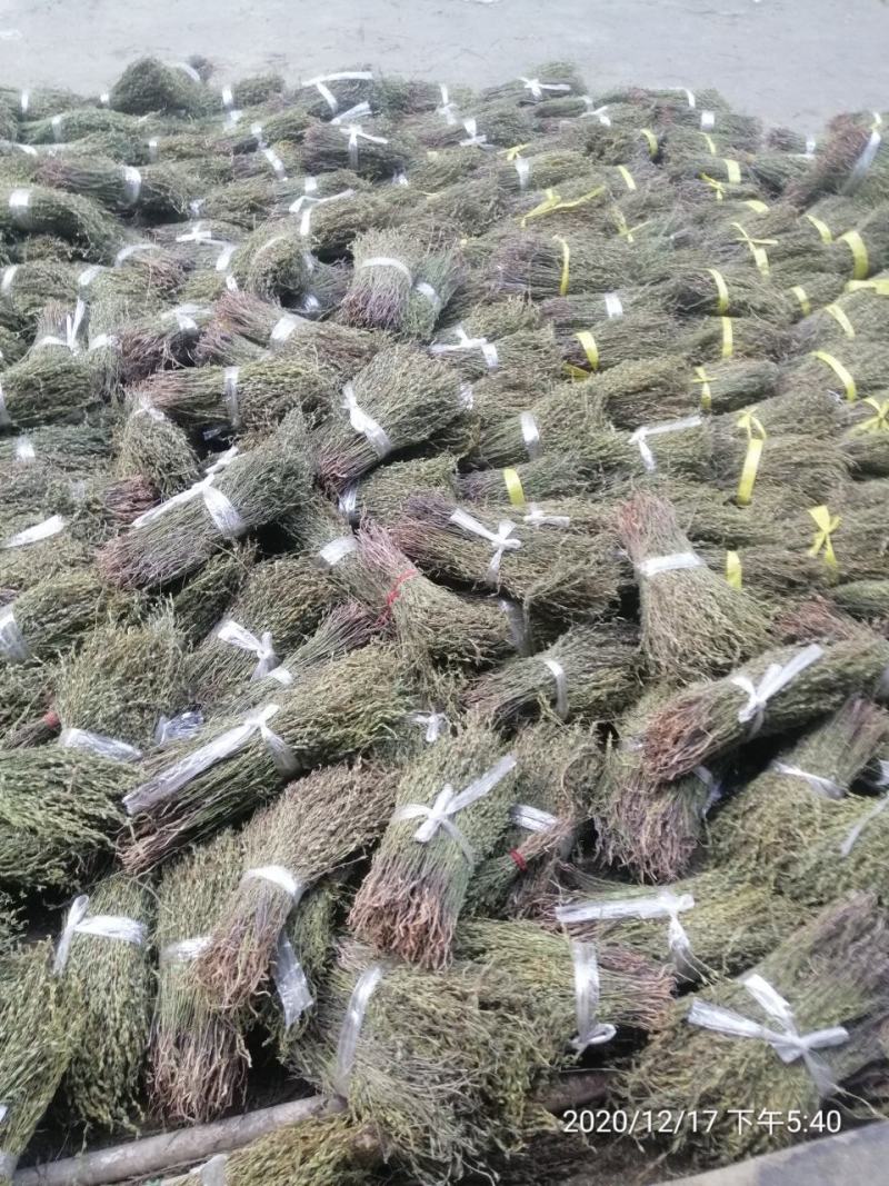 独脚金一种来自缅甸的珍贵药材。