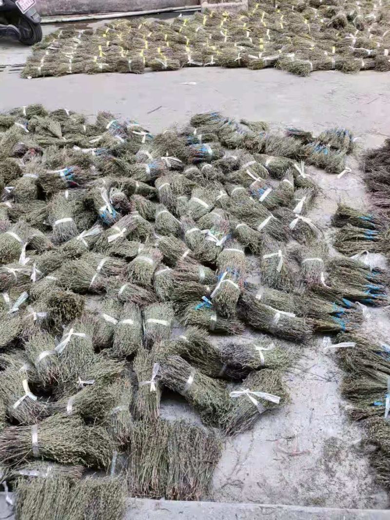 独脚金一种来自缅甸的珍贵药材。