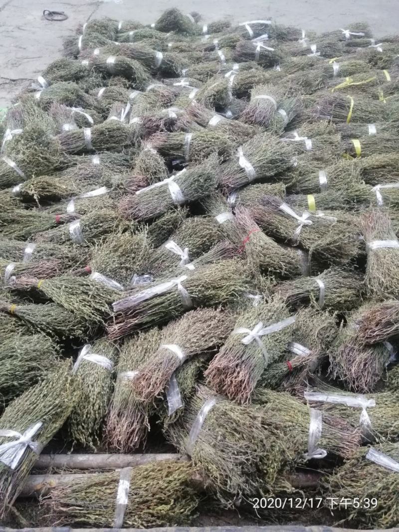 独脚金一种来自缅甸的珍贵药材。