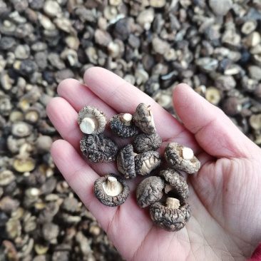 特小香菇1.8公分珍珠迷你小香菇原产地直发大量现货批发