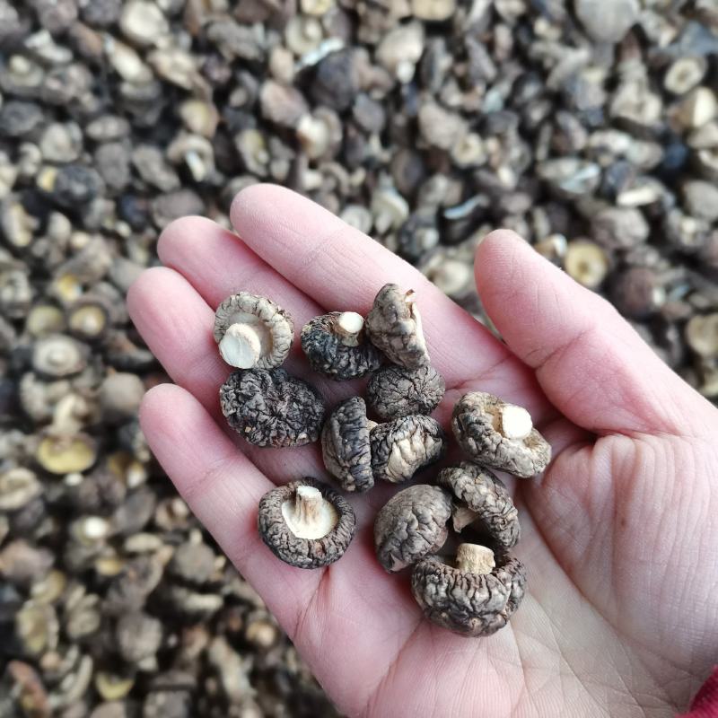 特小香菇1.8公分珍珠迷你小香菇原产地直发大量现货批发