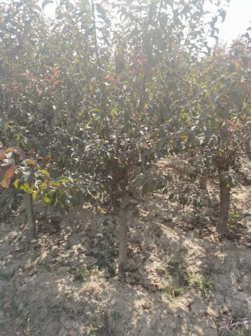 骨里红梅，绿化工程树形优美