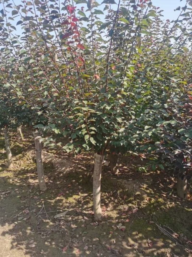 骨里红梅，绿化工程树形优美