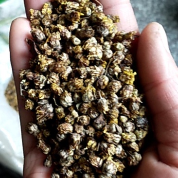 纯野生菊花，纯手工采摘