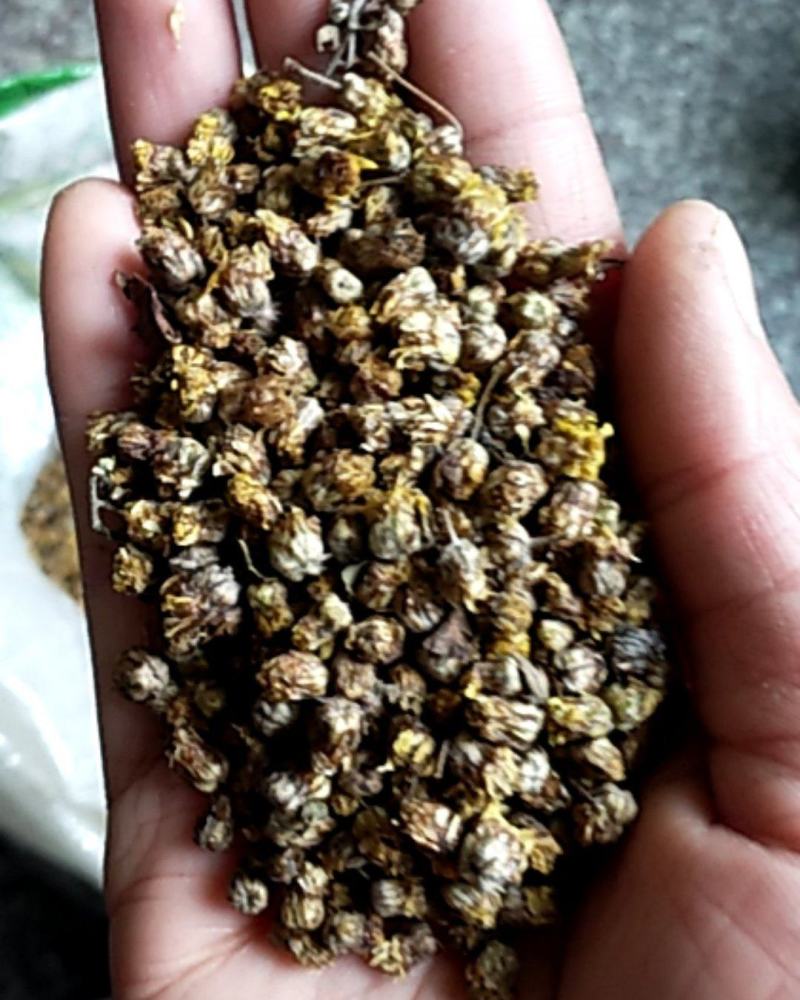 纯野生菊花，纯手工采摘