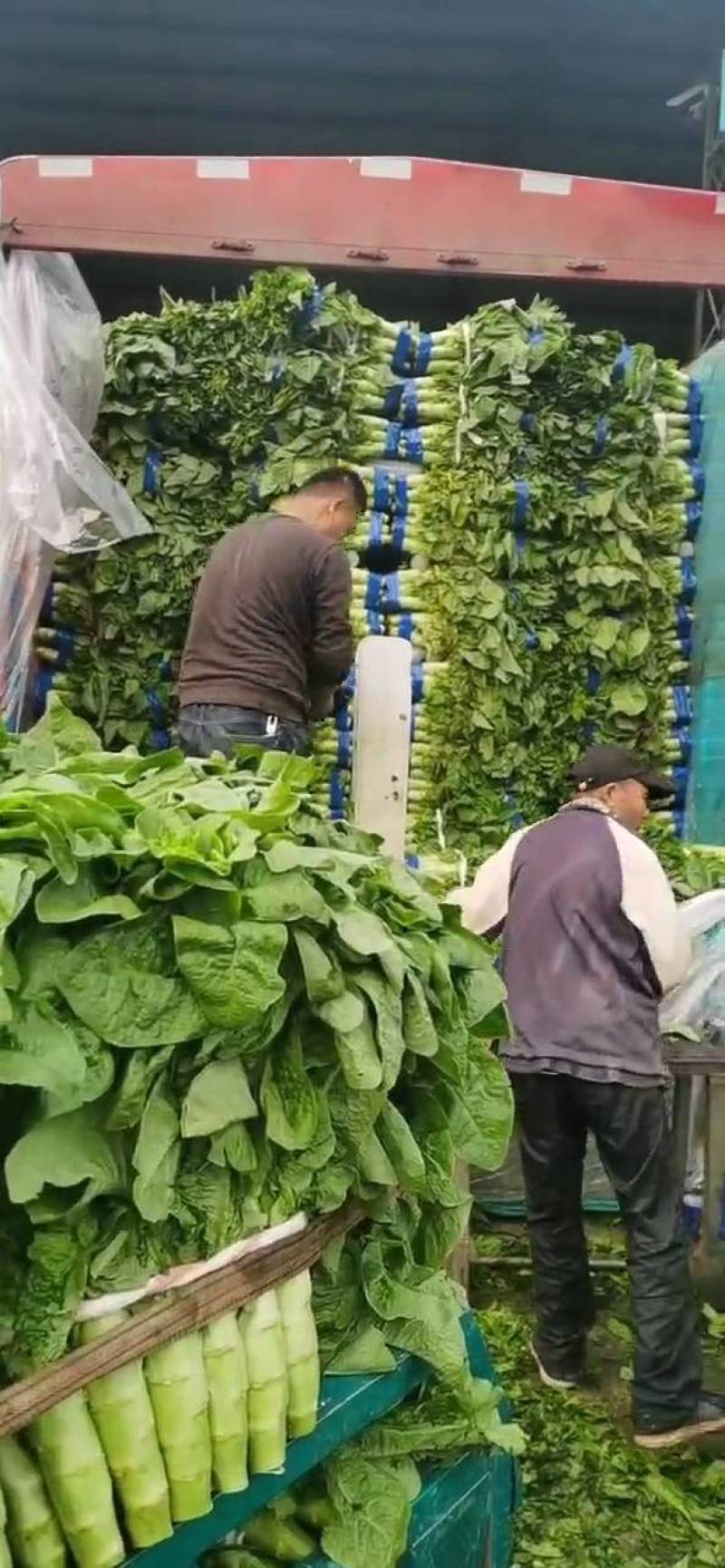 圆叶莴笋-基地直供-货源充足-保证质量。