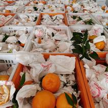 四川粑粑柑，纯甜，高次、次果、对接果农没有中间商差价