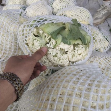 有机花菜，大量供应，河北邯郸蔬菜基地