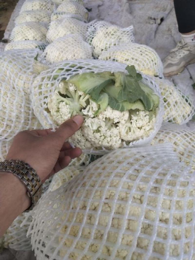 有机花菜，大量供应，河北邯郸蔬菜基地