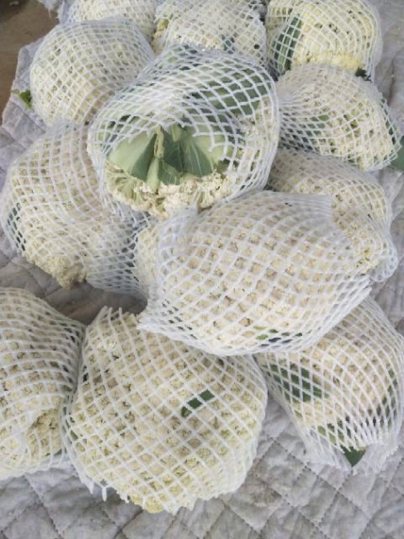 有机花菜，大量供应，河北邯郸蔬菜基地
