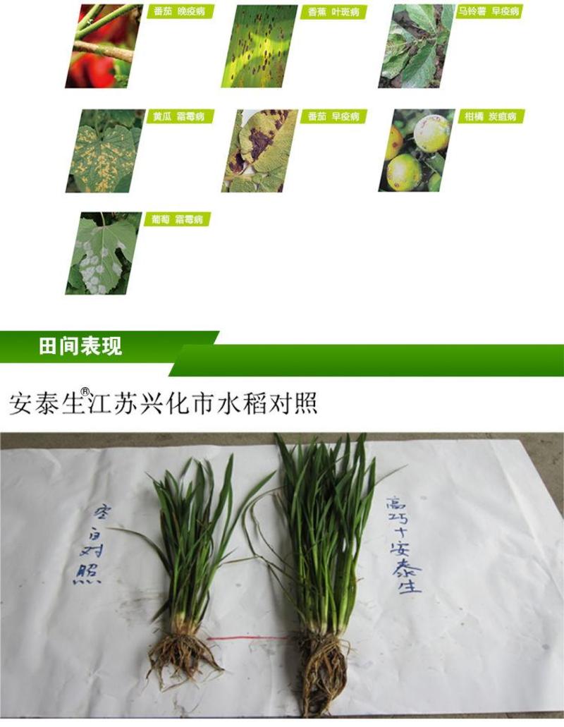 拜耳安泰生70%丙森锌花卉蔬菜广谱高效杀菌剂
