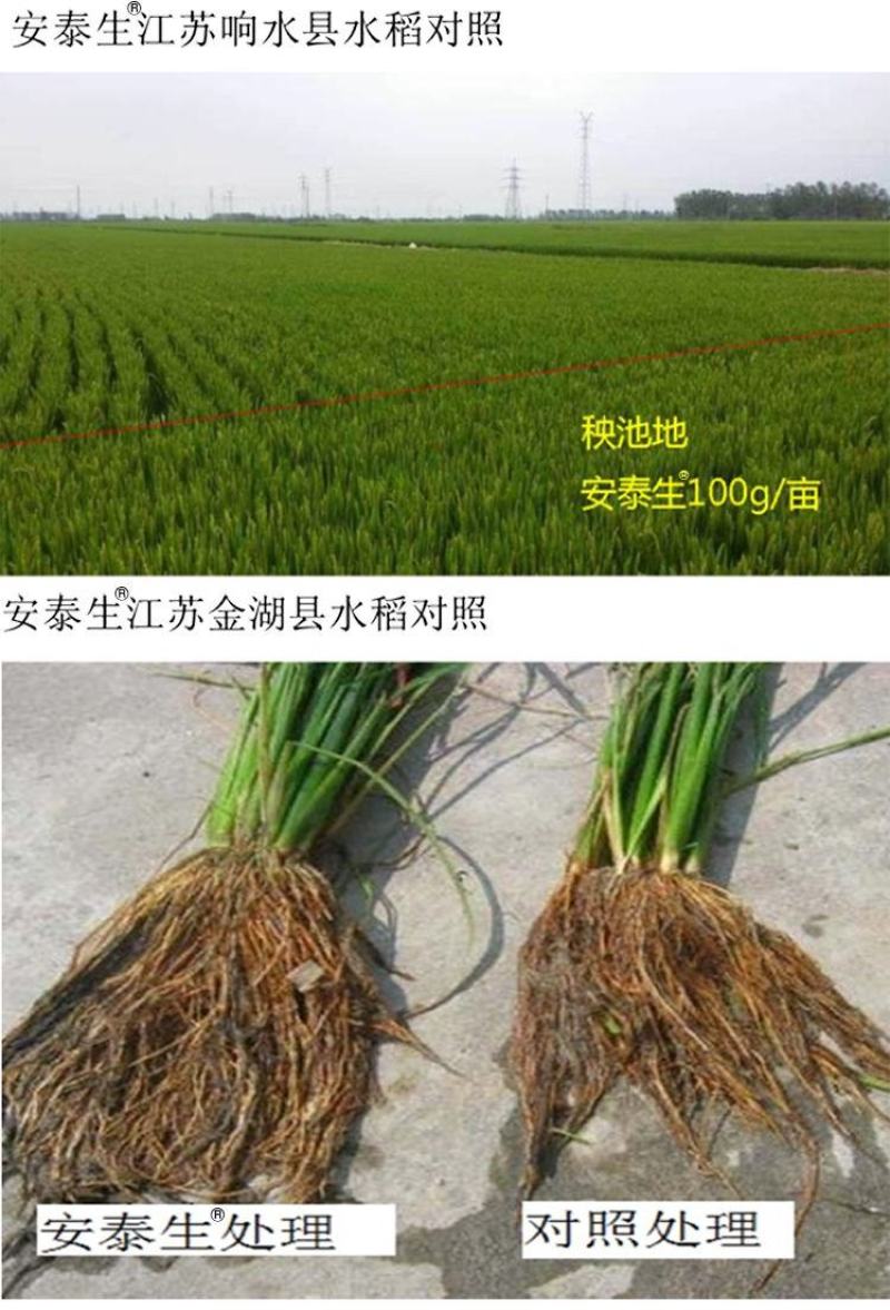 拜耳安泰生70%丙森锌花卉蔬菜广谱高效杀菌剂