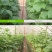 拜耳安泰生70%丙森锌花卉蔬菜广谱高效杀菌剂