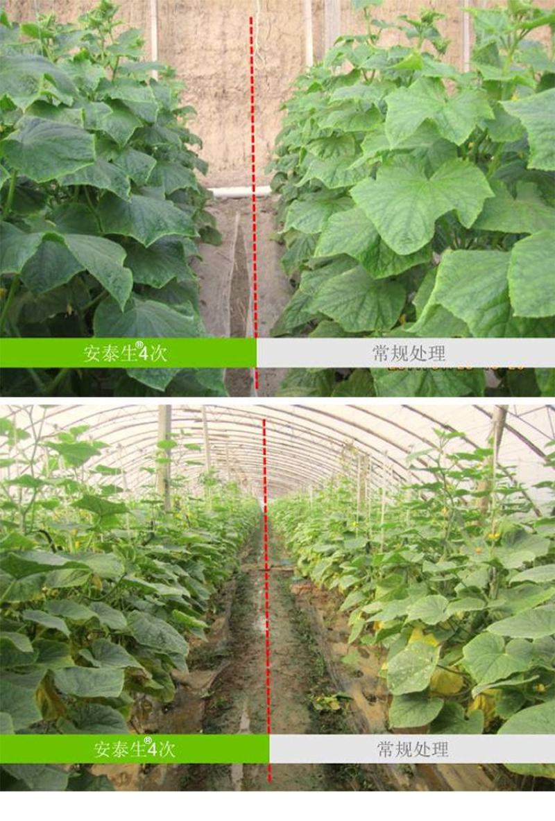 拜耳安泰生70%丙森锌花卉蔬菜广谱高效杀菌剂