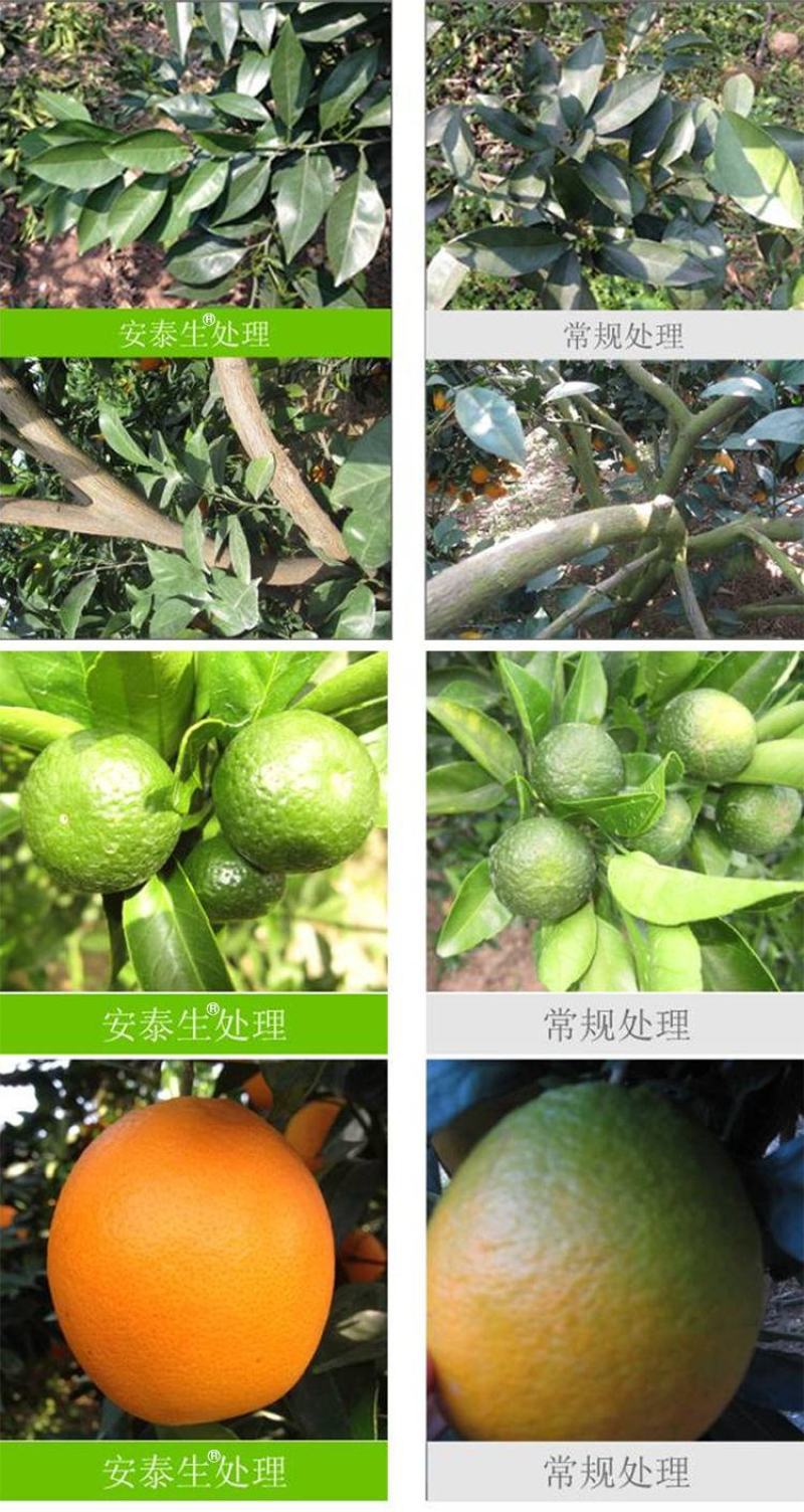 拜耳安泰生70%丙森锌花卉蔬菜广谱高效杀菌剂