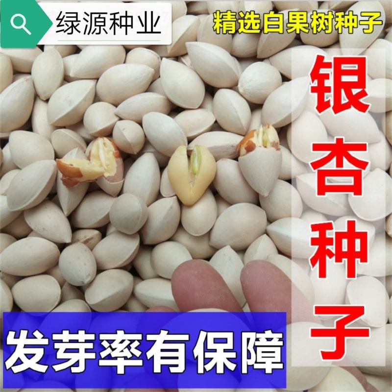 银杏种子当年纯新采收银杏树籽白果籽包发芽