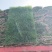 四季青草坪百慕大草坪高羊矛草坪果岭草