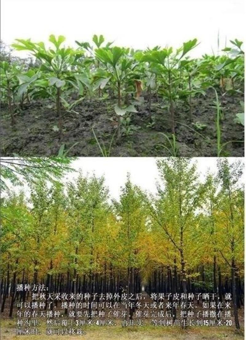 银杏种子当年纯新采收银杏树籽白果籽包发芽