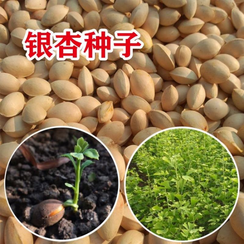 银杏种子当年纯新采收银杏树籽白果籽包发芽