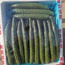 黄瓜大量有货，精品，