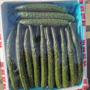 黄瓜大量有货，精品，