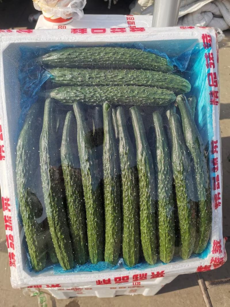 黄瓜大量有货，精品，