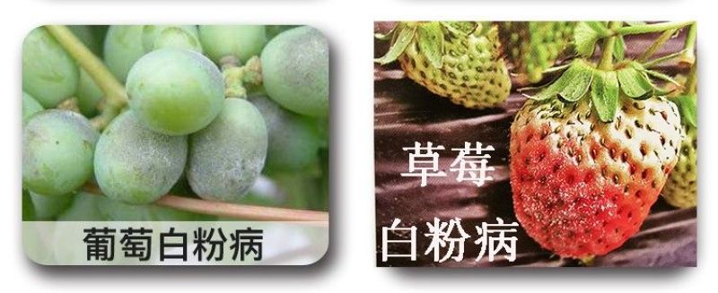 满玉净25%乙嘧酚磺酸酯葡萄黄瓜草莓甜瓜白粉病杀菌剂