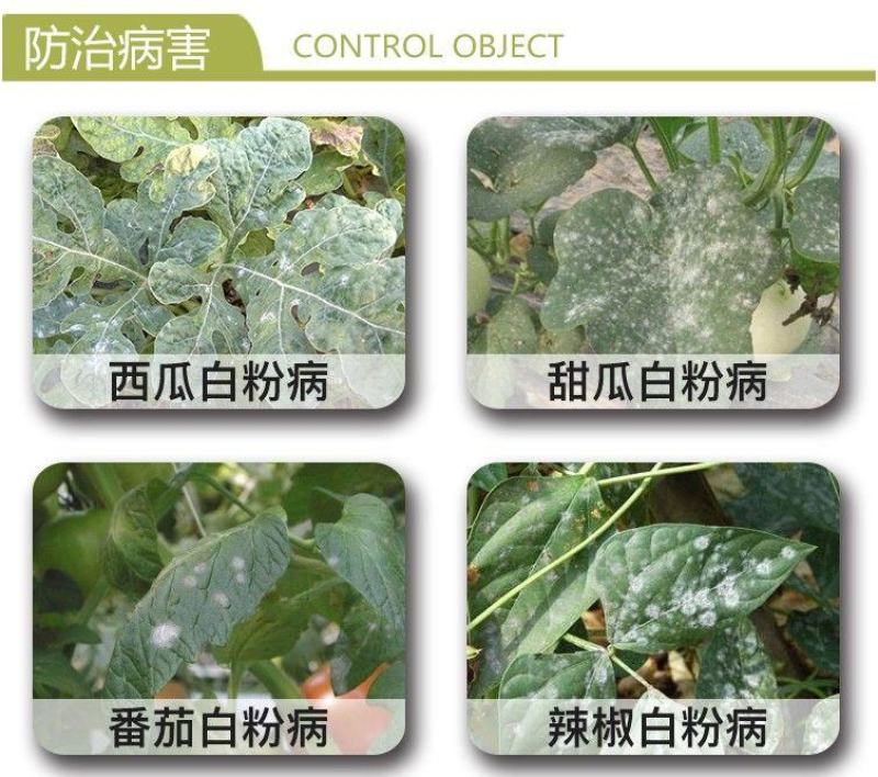 满玉净25%乙嘧酚磺酸酯葡萄黄瓜草莓甜瓜白粉病杀菌剂