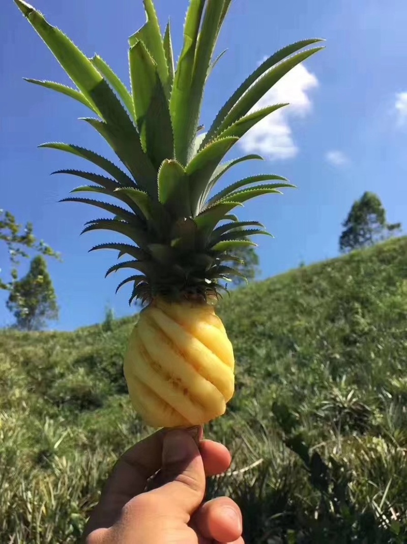 正宗超甜泰国削皮小菠萝