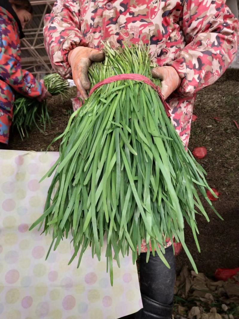 韭菜，质量好，大量供应。河北邯郸
