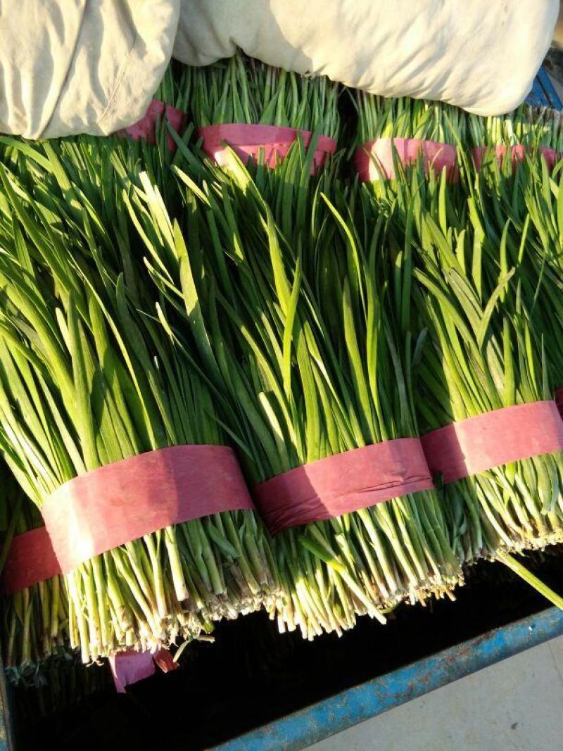 韭菜，质量好，大量供应。河北邯郸