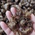 蝉蜕水洗蝉蜕无泥净货优质虫蜕规格齐产地直销品质保证