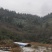 八个多月土鸡出栏了，正宗土鸡跑山鸡。
