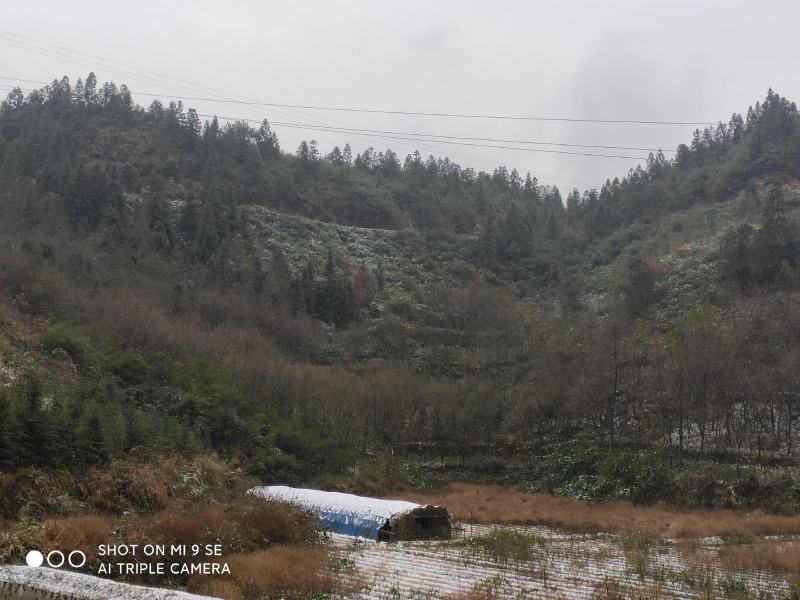 八个多月土鸡出栏了，正宗土鸡跑山鸡。