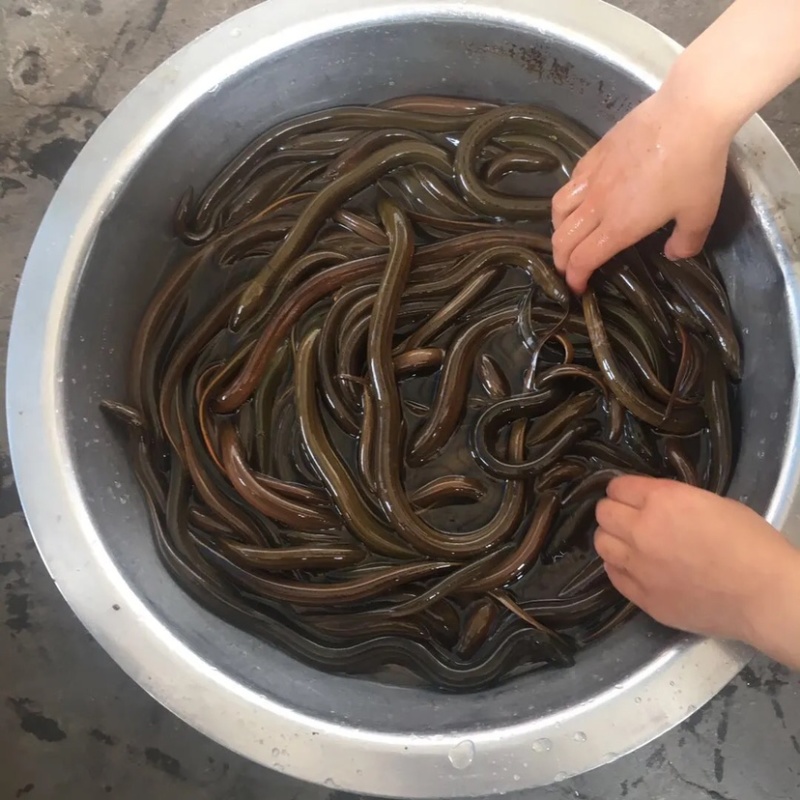 农村土黄鳝，肉质细腻口感不错，看上的老板联系！