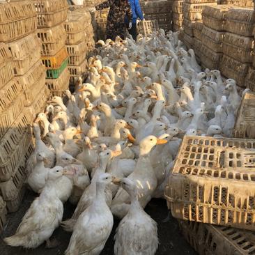 常年供应樱桃谷大白鸭450天以上淘汰白羽蛋鸭老鸭