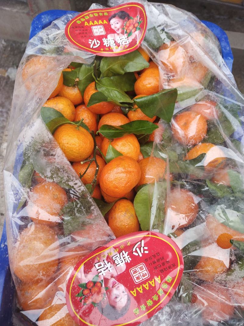 砂糖橘大量供应，可发整车，河北邯郸购销处。专业代购代销