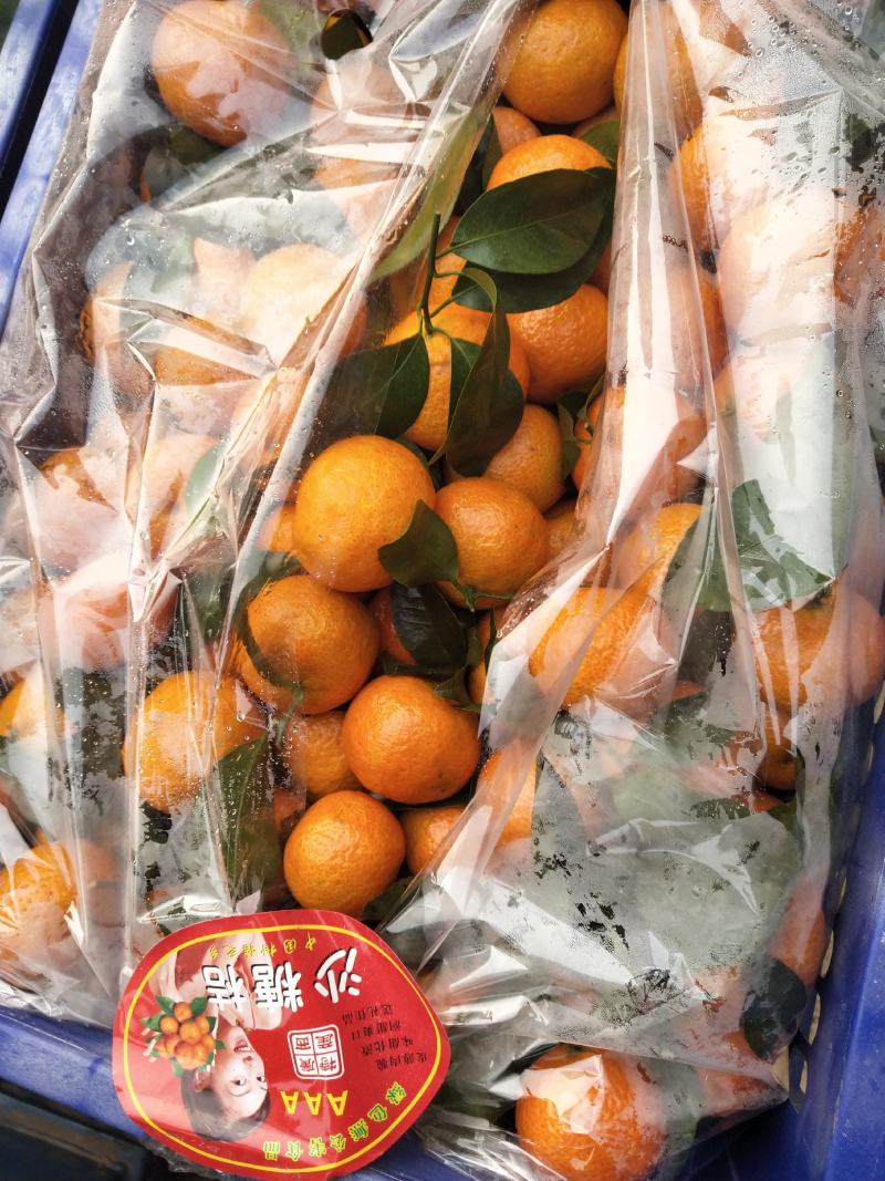 砂糖橘大量供应，可发整车，河北邯郸购销处。专业代购代销