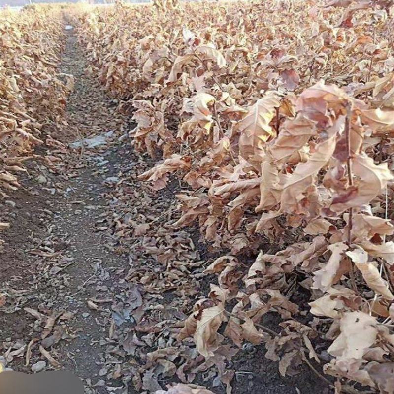 出售一年两年生蒙古栎苗柞村苗