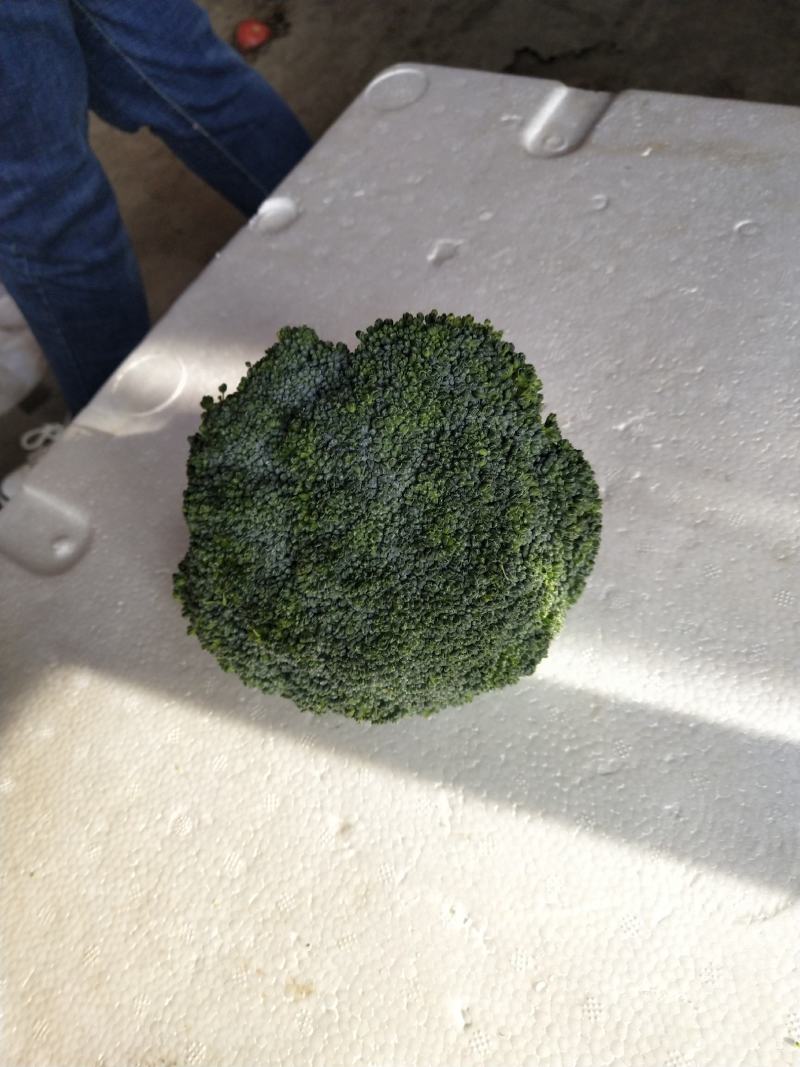 西蓝花大量供应中，货源充足，质量好，