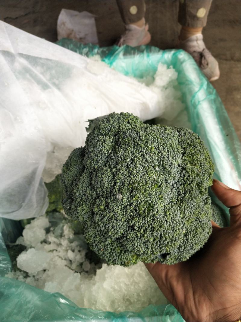 西蓝花大量供应中，货源充足，质量好，